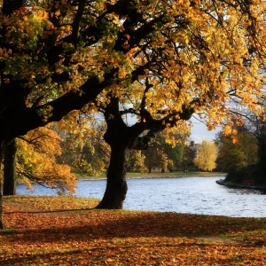 Autumn on a riverbank, with golden leaves