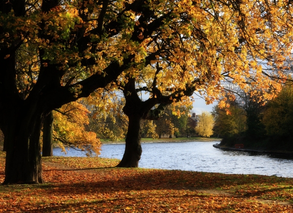 Autumn on a riverbank, with golden leaves