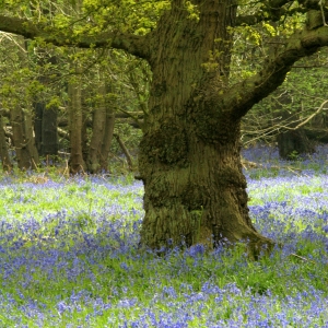 An old oak tree in a bluebell wood