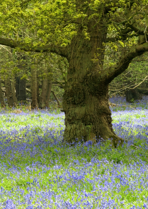 An old oak tree in a bluebell wood