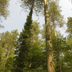 Mature pine trees thick with ivy in a forest