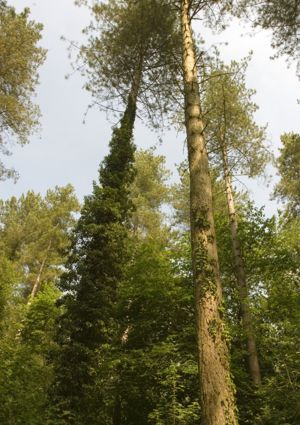 Mature pine trees thick with ivy in a forest