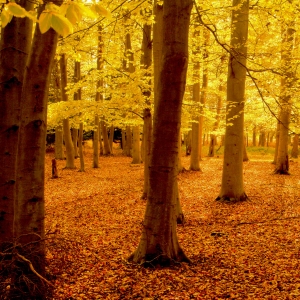 An autumn woodland