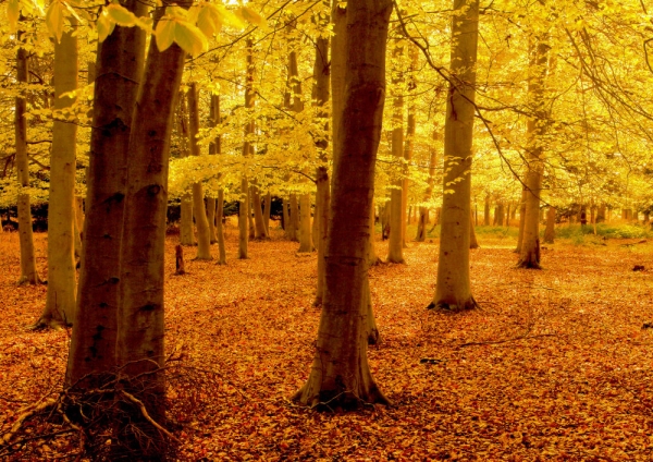 An autumn woodland