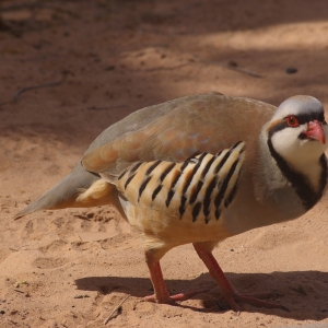 A french partridge or red legged partridge