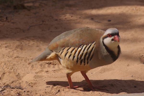 A french partridge or red legged partridge