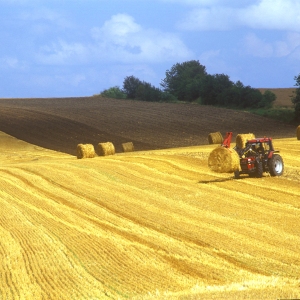 A tractor collecting up straw bales after the harvest