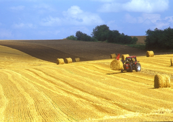 A tractor collecting up straw bales after the harvest