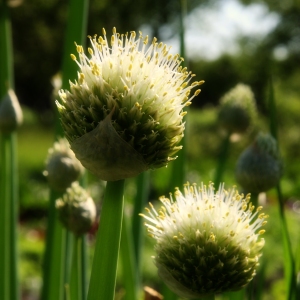 Welsh Onion, Bunching Onion, or Spring Onion, is a member of the onion family, Alliaceae.