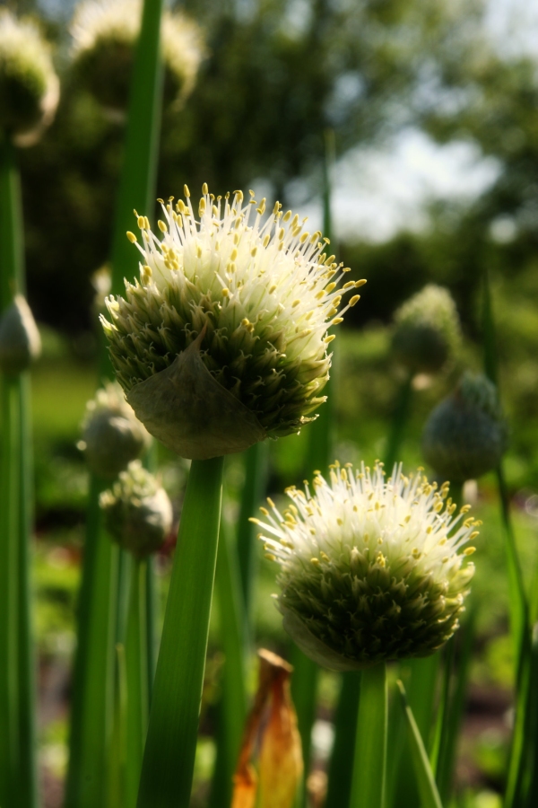 Welsh Onion, Bunching Onion, or Spring Onion, is a member of the onion family, Alliaceae.