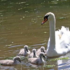 A white mute swan with a family of cygnets