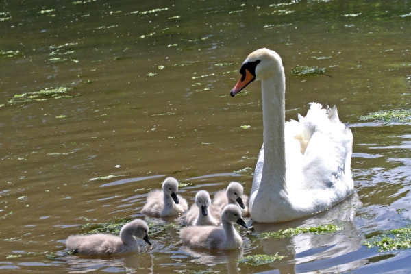 A white mute swan with a family of cygnets