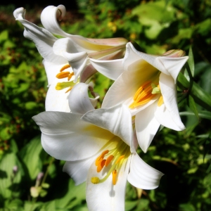 The genus Lilium are herbaceous flowering plants growing from bulbs.