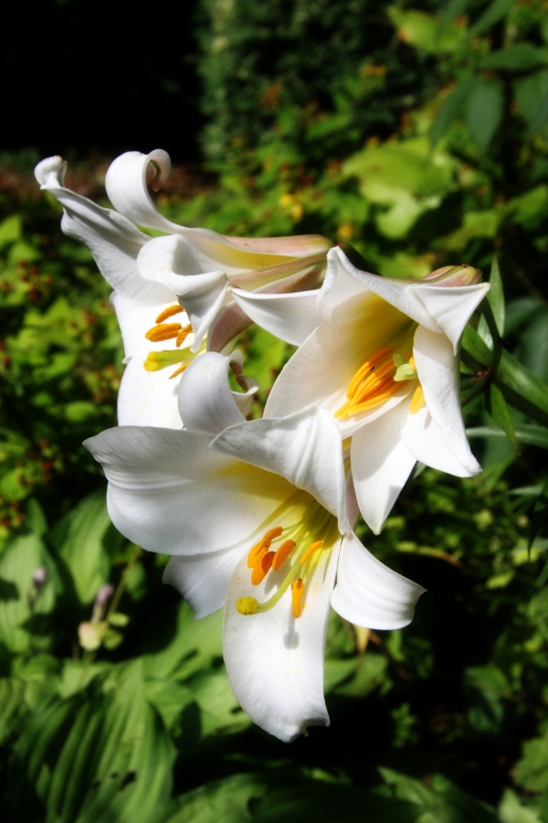 The genus Lilium are herbaceous flowering plants growing from bulbs.