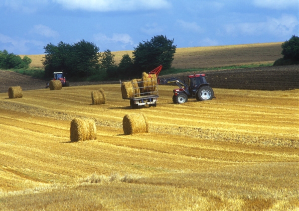 Tractors gathering bales of straw after the harvest in a wheat field