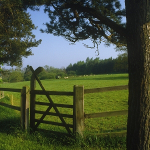 A woodland meadow in summer