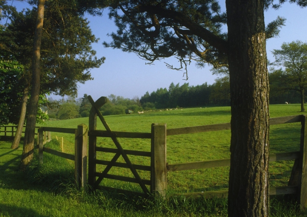 A woodland meadow in summer