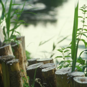 Stakes on a riverbank for reinforcement