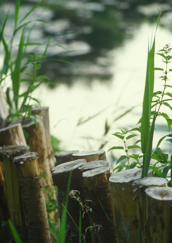 Stakes on a riverbank for reinforcement