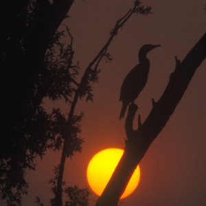 A cormorant silhouetted against a setting sun