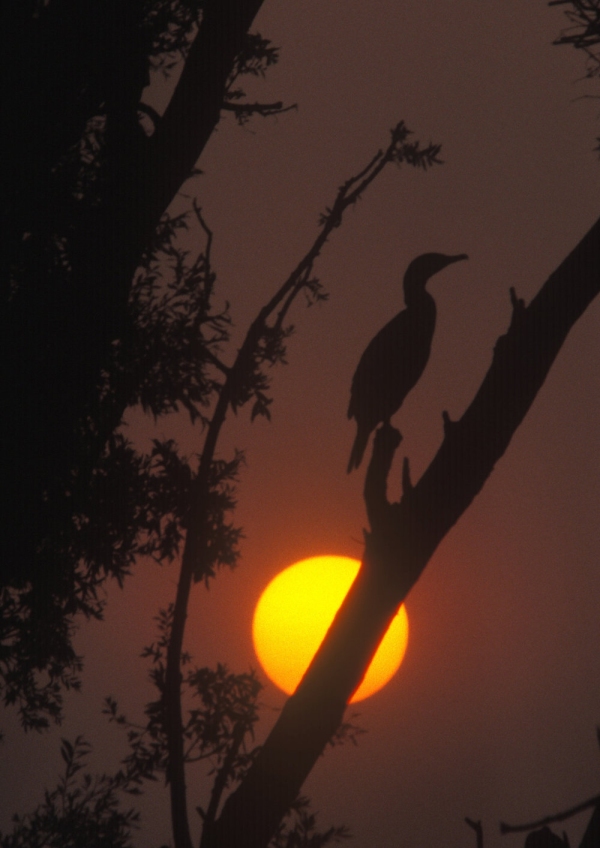 A cormorant silhouetted against a setting sun