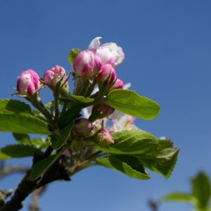 A close up image of apple blossom in an orchard