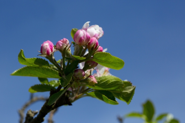 A close up image of apple blossom in an orchard