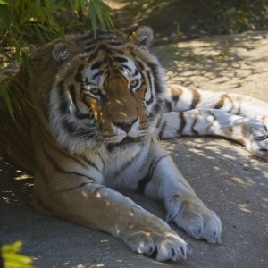 A Samur tiger resting in the shade of a bamboo