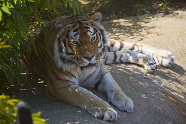 A Samur tiger resting in the shade of a bamboo