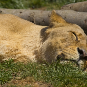 A lioness sleeping in the sunshine