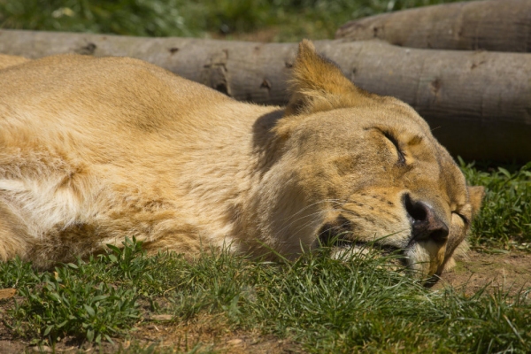 A lioness sleeping in the sunshine