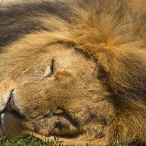 Extreme close up of a male african lion asleep in the sun