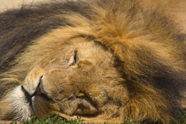 Extreme close up of a male african lion asleep in the sun