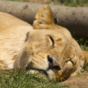 An african lioness asleep in the sun