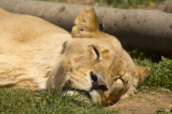 An african lioness asleep in the sun