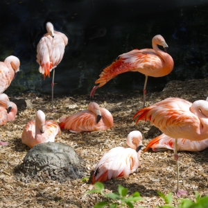 A group of Chilean flamingos relaxing in the late afternoon sunshine