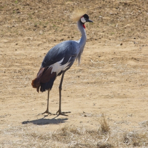 An african crowned crane in an arid desert landscape