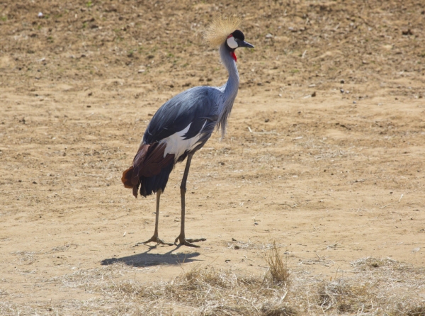 An african crowned crane in an arid desert landscape