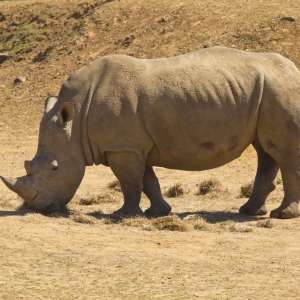 An african white rhino grazing on some dry grass