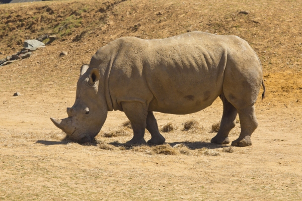 An african white rhino grazing on some dry grass