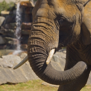 A close up image of an african elephant with rocks and waterfall in the background