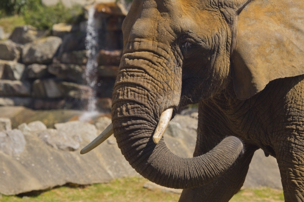 A close up image of an african elephant with rocks and waterfall in the background