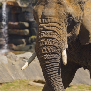 A close up view of an african elephant with tusks and waterfall in the background