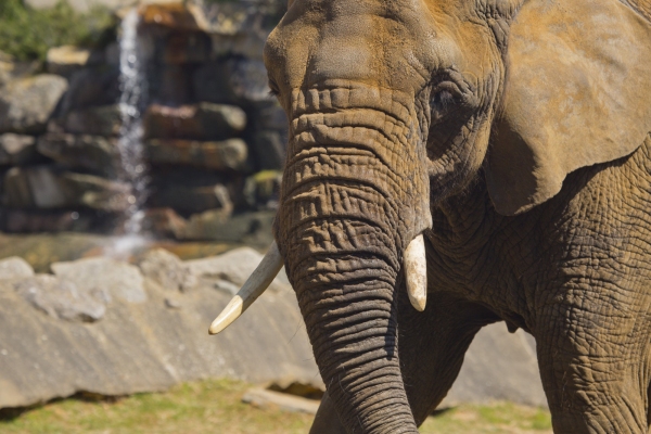 A close up view of an african elephant with tusks and waterfall in the background