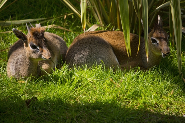 two young dik dik deer resting in the shade of a tree