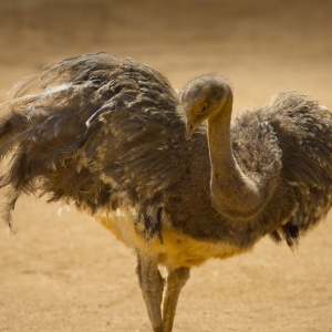 A Darwin's Rhea posing in the sunshine in an arid, desert setting with wings spread