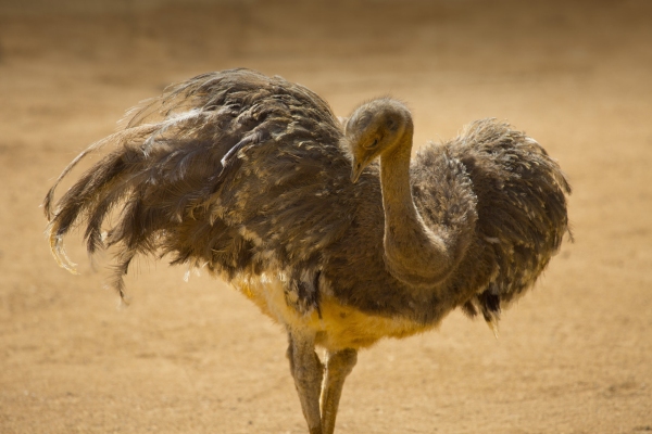 A Darwin's Rhea posing in the sunshine in an arid, desert setting with wings spread