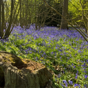 A rotting tree stump surrounded by coppiced beeches in a bluebell wood