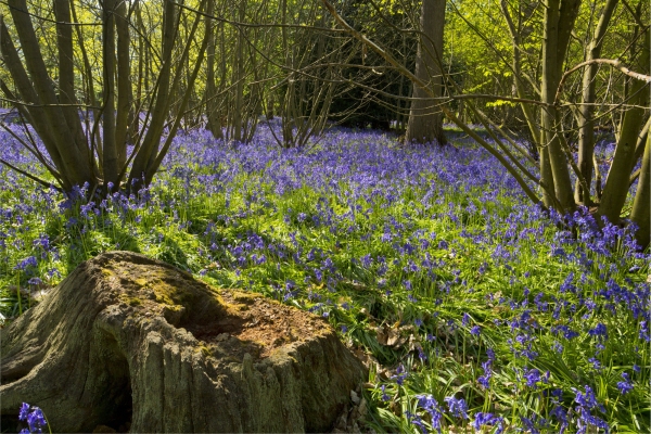 A rotting tree stump surrounded by coppiced beeches in a bluebell wood