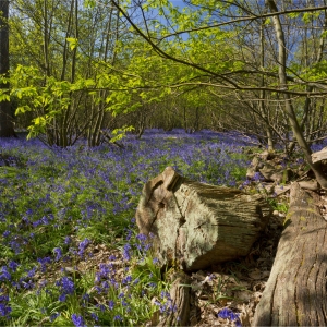 a young coppiced beech wood with bluebells and rotting tree trunk